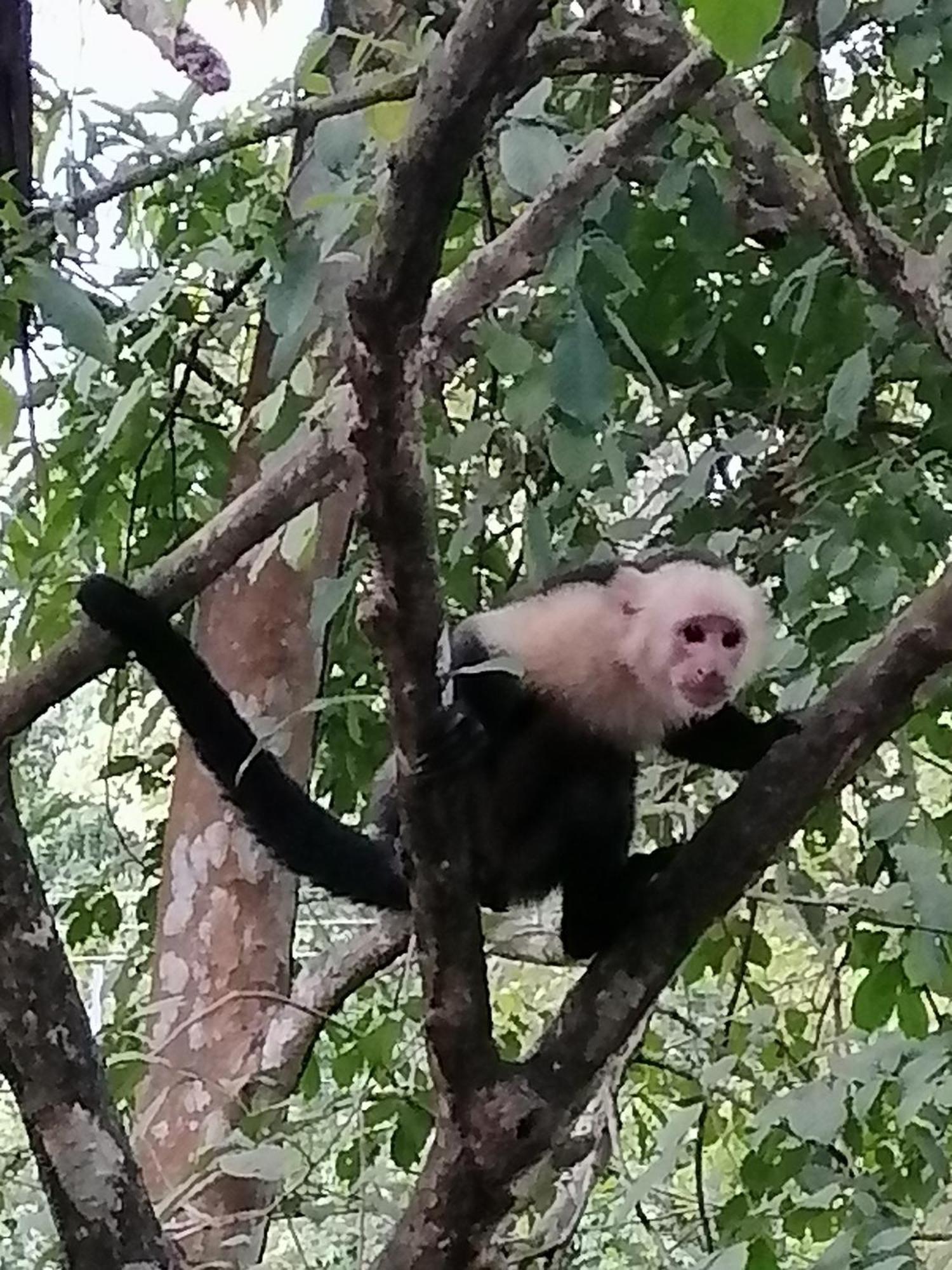 Garza Tigre Apartamentos Cobano Экстерьер фото