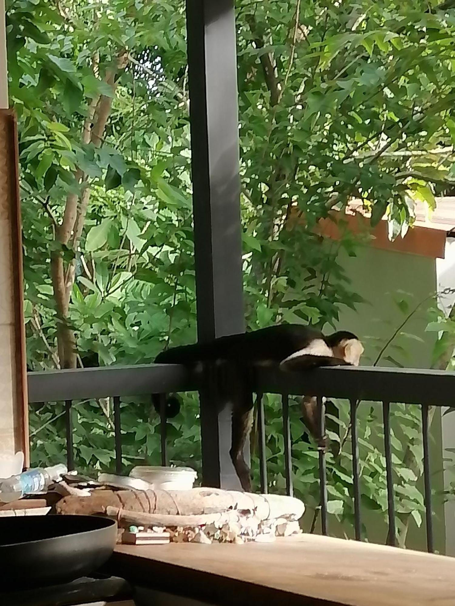 Garza Tigre Apartamentos Cobano Экстерьер фото
